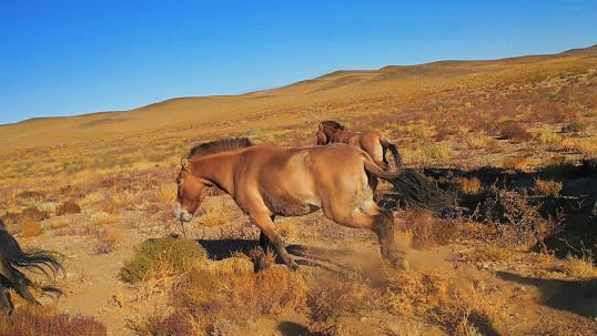 �½���Ұ�R�ؚw��Ȼ��협���Ұ�Եĺ􆾡�