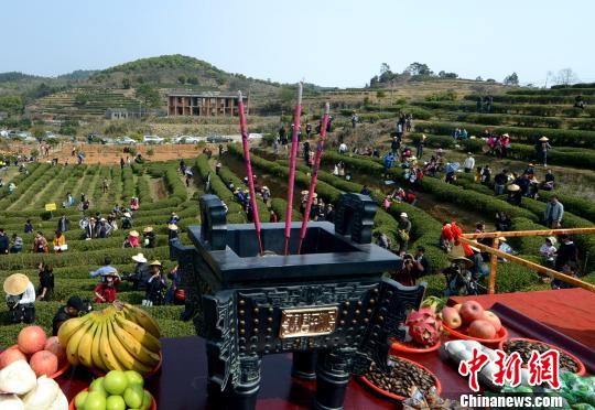 閩茶企“開(kāi)春第一采” 兩岸共探茉莉花茶文化之旅 閩茶企“開(kāi)春第一采” 兩岸共探茉莉花茶文化之旅