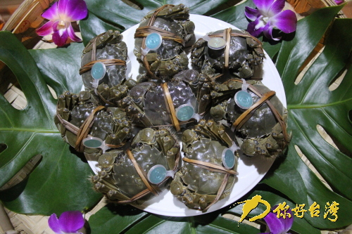 苗栗推出大陸專家指導的優質大閘蟹 苗栗推出大陸專家指導的優質大閘蟹