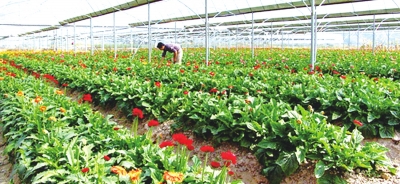 ���������r�л�����ľ����