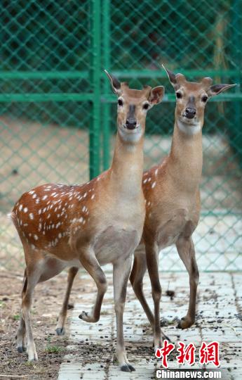 �����������u����ɭ�ֹ��@������_��÷��¹һ���˶��d�����D���_��÷��¹�ֵܡ����̝��B �z