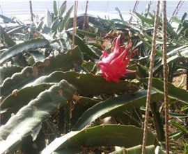 �_���������ڃ��ɹŌ��F�Ϲ����N ���ɱ���������