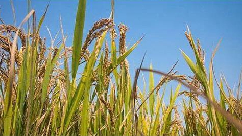 �ຣʡ����Ӌ�l�Ÿ���ھ��ʷ�ؚ�J��1665.5�|Ԫ