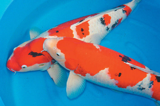 錦鯉一尾數百萬臺幣周末將現身臺灣桃園(圖)