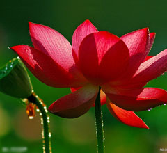 �ɰ�ý�w���M(j��n)���(y��ng)���ǘ�Ʒζ ��̫�������߲���(d��ng)��