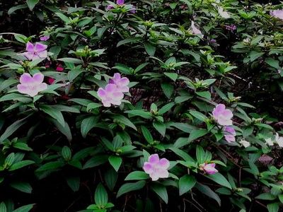 野牡丹遍布臺灣艷麗不輸“花王”(圖) 野牡丹遍布臺灣艷麗不輸“花王”(圖)