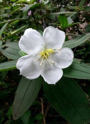 野牡丹遍布臺灣 艷麗不輸“花王”(圖) 野牡丹遍布臺灣 艷麗不輸“花王”(圖)