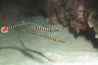 �_���ɹ���ֳ�����y�߹�(ji��)��������ȫ���������D��