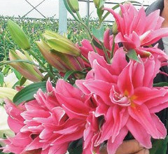 �_�л��r���k�ٺϻ��� 165Ʒ�N���涷�G