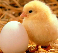 �����д���������