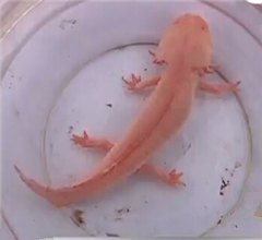 ɽ�|�P��ɽ�ϬF(xi��n)�����~�� �^���L(zh��ng)��ˮꑃɗ�