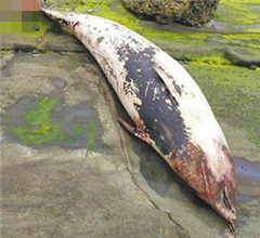 ��������L���ڻ�ɏ�R�\ �w�;޴������^