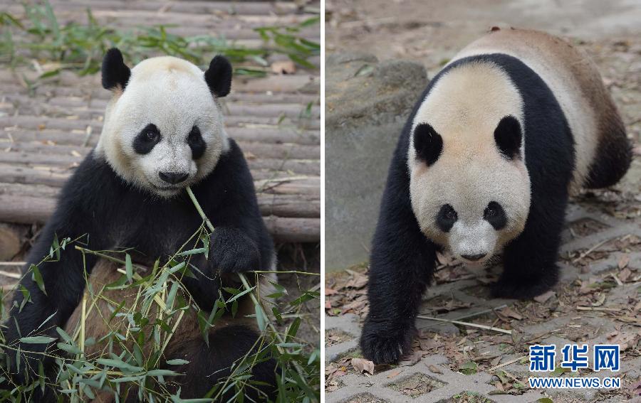 ����ٛ���T����؈�x�� �A(y��)Ӌ5�³��w�����T