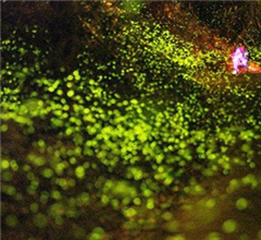 �����Ǭ���Ξ���x�󱬰l �ο��ݷ���M�y��