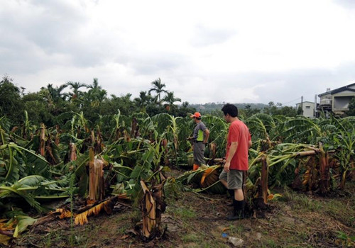 臺風“蘇迪羅”橫掃全臺農業損失破6億花蓮最慘重