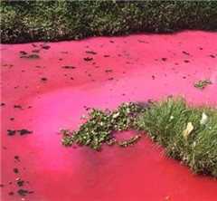 �V�|���ݬF(xi��n)��Ѫ�ӡ� �W(w��ng)�Ѻ��h(hu��n)�����L(zh��ng)����Ӿ