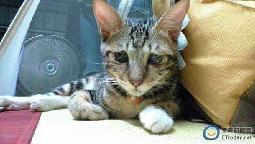 ���ʺ�ϲ�g���������ɡ����DƬ��Դ���_��ETtoday�|ɭ���ƾWվ��