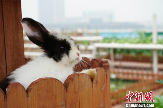 ������r�����˹������⣬߀�B���ɐ۵�С���ӡ����O�� �z