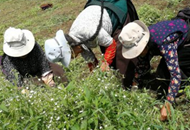 ��Óؚ����(ji��n)���Є�(d��ng)�������ĺӿh������׃�����l(f��)Óؚ����(ji��n)�»���