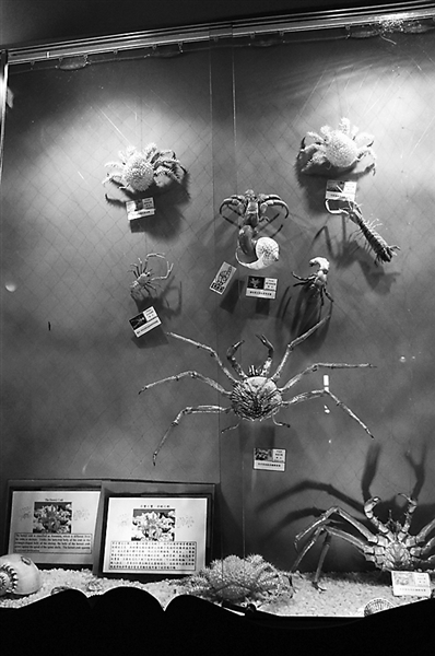 螃蟹博物館一角 螃蟹博物館一角