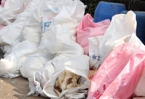 �_���������𡱣�H5N2��H5N8�����Пo�݂��˲���