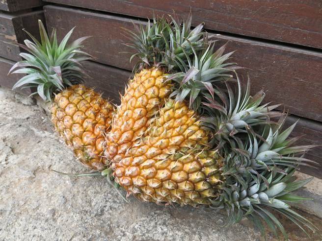 鳳梨等農藥殘留可超歐盟千倍 藍營批蔡當局喪盡天良 鳳梨等農藥殘留可超歐盟千倍 藍營批蔡當局喪盡天良