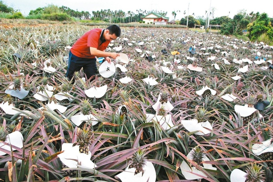 大陸游客銳減重創(chuàng)臺觀光業(yè) 鳳梨酥業(yè)者百萬業(yè)績砍半 大陸游客銳減重創(chuàng)臺觀光業(yè) 鳳梨酥業(yè)者百萬業(yè)績砍半