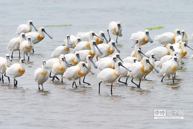 蔡當局破壞濕地建火電廠遭批土地計劃一塌糊涂 蔡當局破壞濕地建火電廠遭批土地計劃一塌糊涂