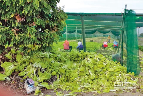 �_(t��i)���r(n��ng)�a(ch��n)�l�������²˃r(ji��)���P ���M(j��n)�h���Gɫ��(zh��)�������r(n��ng)���ܺ����C