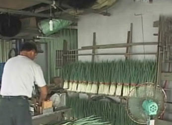 臺灣宜蘭地區連日來降下大雨,當地特產三星蔥產量及價格已經受到沖擊(資料圖片)。圖片來源:臺灣“今日新聞網”