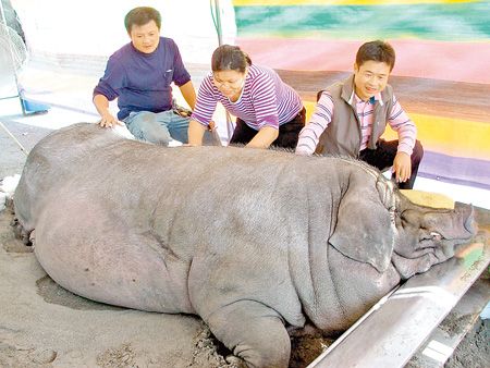 臺一村民重量級"謝神" 買千斤豬敬獻(xiàn)