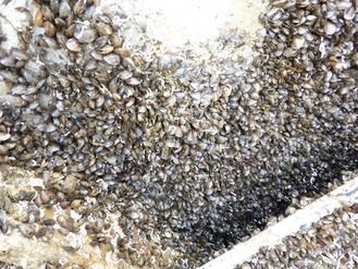 大黃鴨在高雄碼頭展一個月浮臺布滿小貝殼