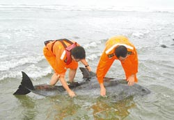 ��ֻ�������^�R�\�_�НO������һֻ�������D��