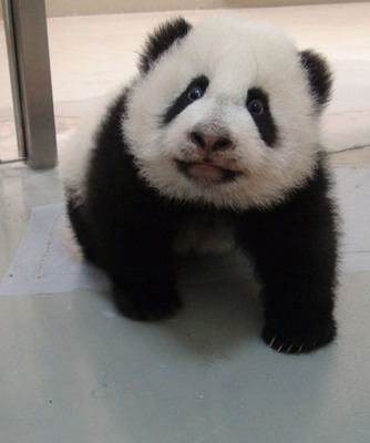 臺北大熊貓寶寶“圓仔”調(diào)皮動的東西都去追