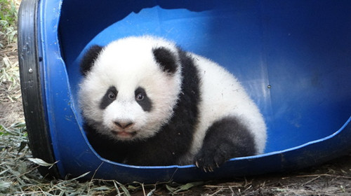 臺北大熊貓寶寶“圓仔”玩具多最愛滾床(圖)