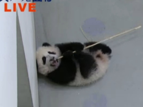 �_������؈����ֱ�������{Ƥ������ˣ�������D��