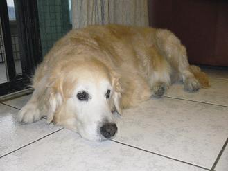 ������Ո���ӌ��ﹷ����һ�������ˈ�