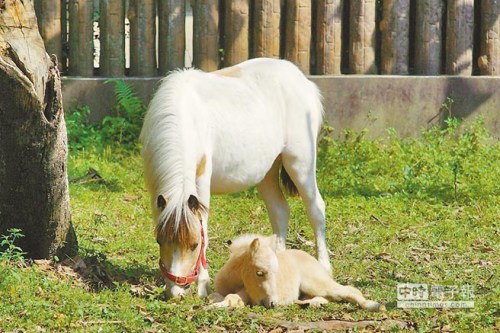 臺北動物園迷你馬媽媽產子小馬取名“白龍”(圖)