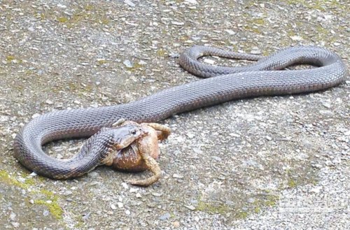 ���R������ܕr�������@�����³�ʳ��D��