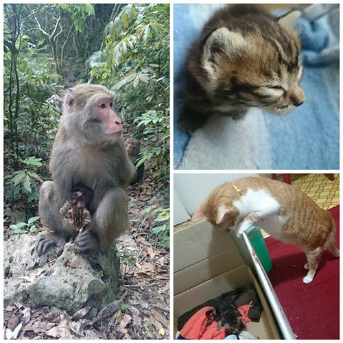 臺灣獼猴屢偷小貓媒體刊文稱系父愛泛濫(圖)