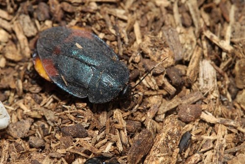 �_(t��i)������ԭ�����֮һ