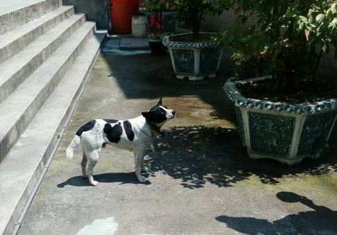 善心女警車禍逝世,小狗清明前跋涉2天回派出所探望 善心女警車禍逝世,小狗清明前跋涉2天回派出所探望