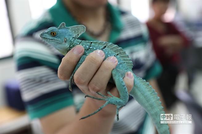 遭竊的雙冠蜥 遭竊的雙冠蜥