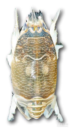 臺灣發現新物種“臺灣鼠蟬蟹”(圖)