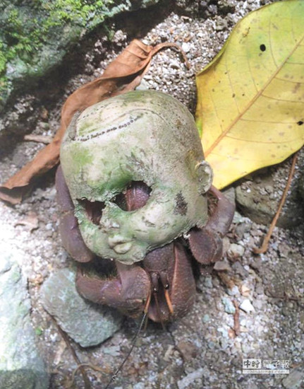 �ľ�з�Ҳ����� ���������ޡ���̎��(�D)