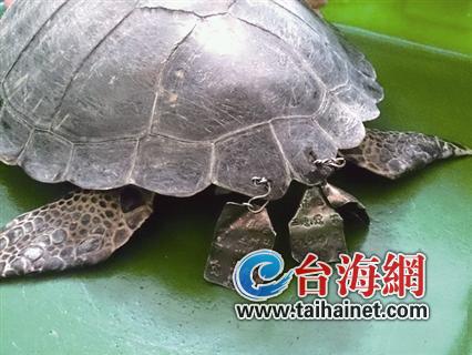 �G�P�����F�Ʊ����� ���l�_��������h(�D)