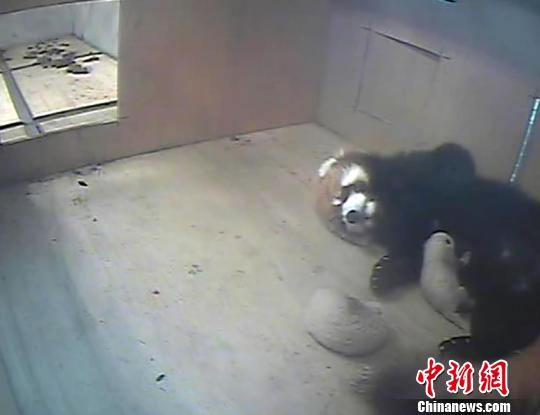 ���ٛ�_С��؈ϲ�Q�Ɍ��p��̥ ����ҡ�������(�D)