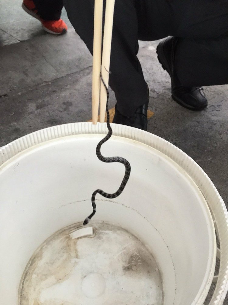 臺(tái)鐵火車驚現(xiàn)30公分小蛇 車長(zhǎng)奮勇徒手捕獲 臺(tái)鐵火車驚現(xiàn)30公分小蛇 車長(zhǎng)奮勇徒手捕獲