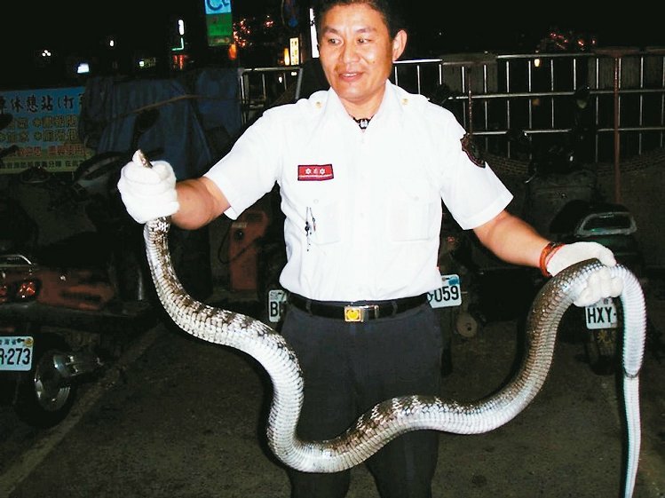 為減輕消防人員業(yè)務(wù)負擔,桃園19日成立全臺首支緊急救護(捕蜂捉蛇)工作大隊,圖為消防人員捉蛇的情形。(《聯(lián)合報》圖) 為減輕消防人員業(yè)務(wù)負擔,桃園19日成立全臺首支緊急救護(捕蜂捉蛇)工作大隊,圖為消防人員捉蛇的情形。(《聯(lián)合報》圖)