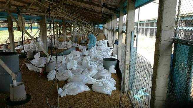 臺灣彰化土雞城二度感染禽流感 2萬土雞遭撲殺 臺灣彰化土雞城二度感染禽流感 2萬土雞遭撲殺